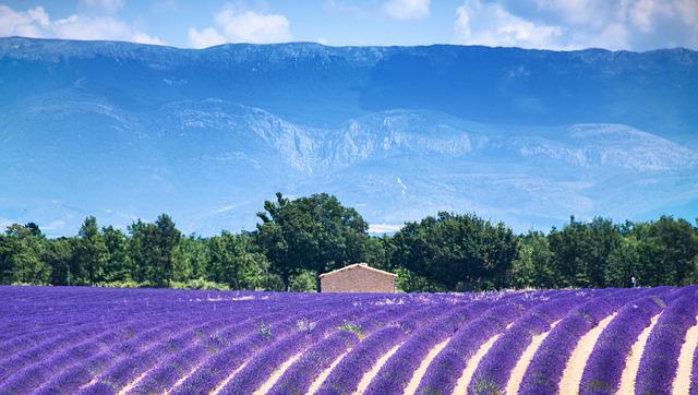 valensole-3925067_640 provence